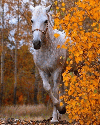 Осень конь стихи