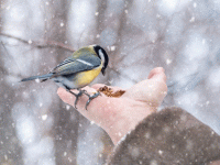 Стихи кормить птиц