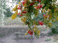 Стихи сад и дождь