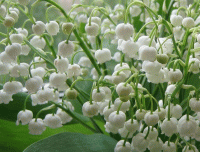 Стихотворение о ландыше