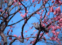 Скворцы стих