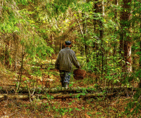 Лес грибы стихи