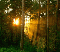 Стих рассвет в лесу