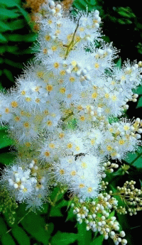 Черёмуха стих