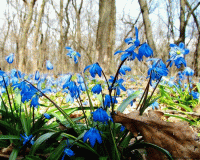 Пролески стихи