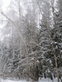 Вьюга в лесу стих