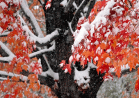 Ждем снега стих