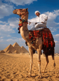 Стихотворения в прозе