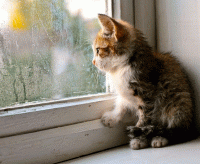 Я снова жду весну стихи