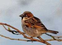 Стихи воробей весна