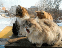 Март и коты стихи