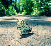 Тоска стихи