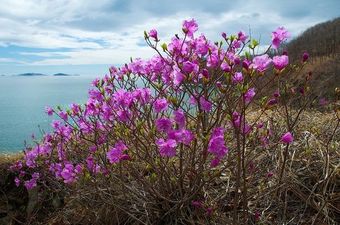 Багульник стихи