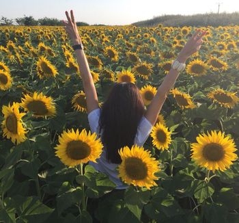 Я подсолнух стих