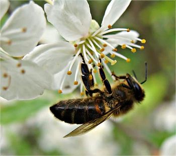 Красота цветка стихи