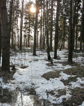 Лес в апреле стихи