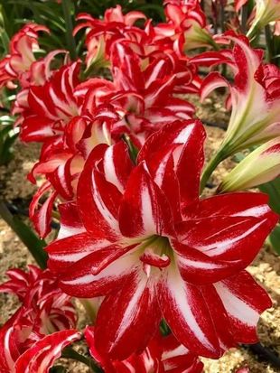 Лилия цветок стих