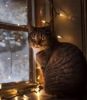 На кухне я стих