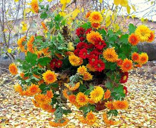 Осенние цветы стихи