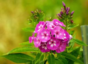 Про флоксы стих