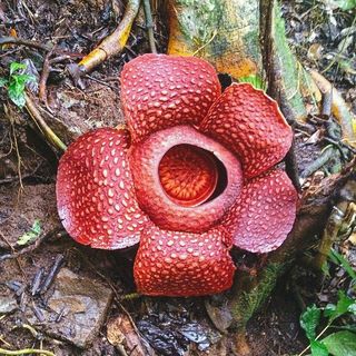 Раффлезия стихи