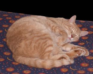 Стих мой кот