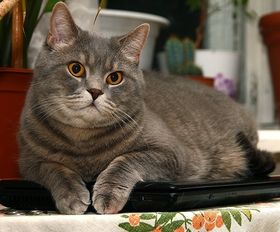 Стих о кошке грустный