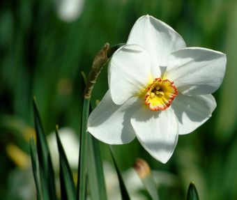 Стих про нарцисс