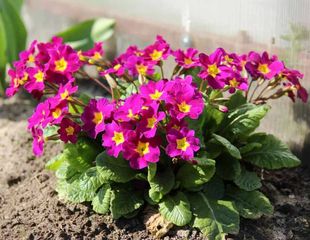 Стих про примулу