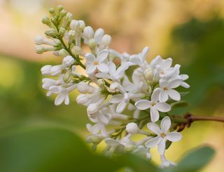 Стих сирень белая