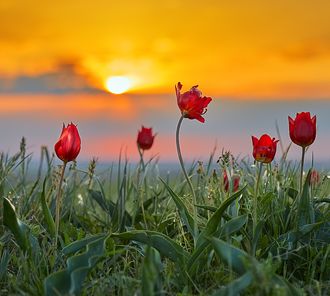 Стих тюльпаны