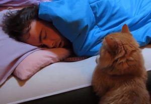 Стих зверь кошка