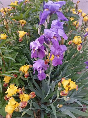 Стихи ирисы цветы