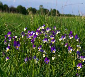 Стихи про фиалки