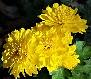 Стихи про хризантемы короткие