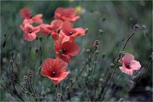 Стихи про маки короткие