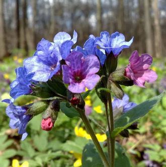 Стихи про медуницу короткие