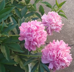 Стихи про пионы короткие