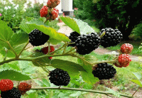 Стихи о ежевике