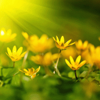 Золотистый стихи