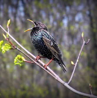 Весна стихи скворцы