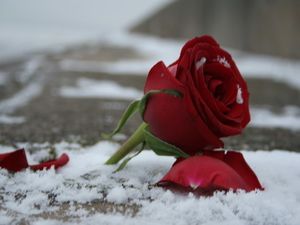 Брошенная роза стихи