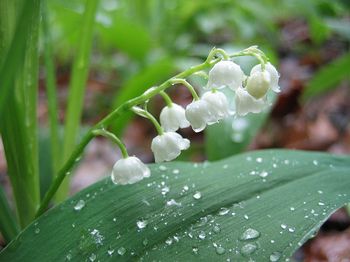 Цветы ландыши стихи