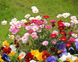 Цветы лета стихи