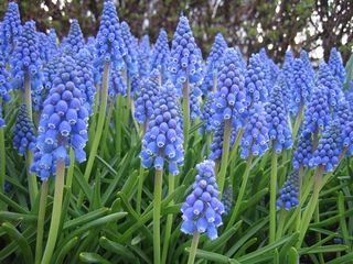 Гиацинты стихи