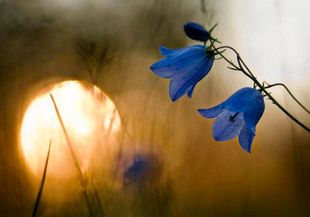 Колокольчик стихи