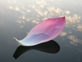 Лепестки тюльпана стихи