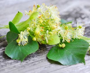 Липа цветёт стих