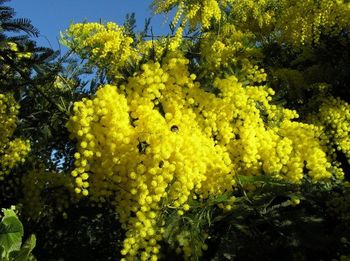 Мимоза стих