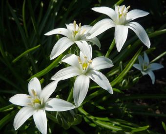 Не могу без любви стихи